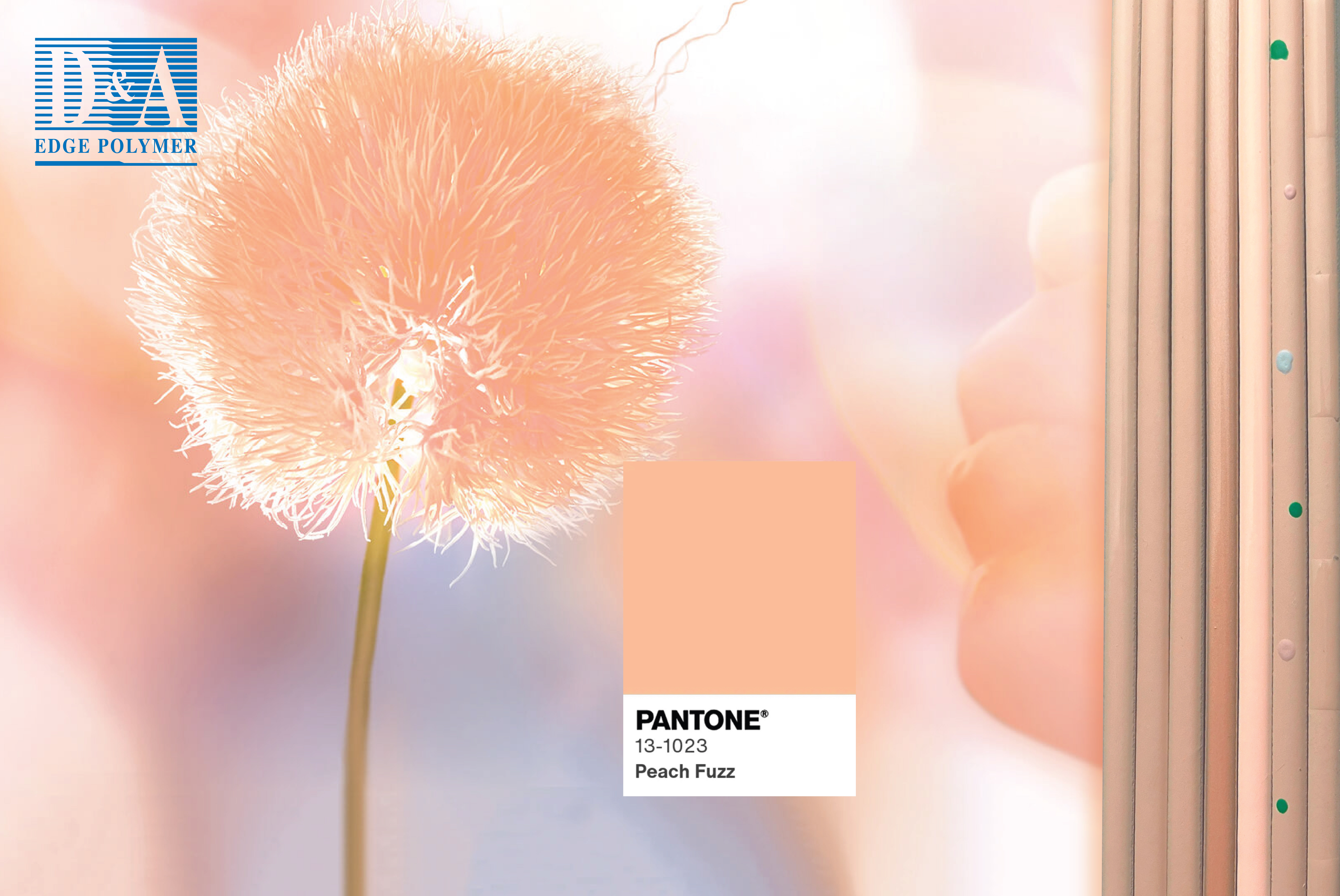 Embracing the Beauty of Peach Fuzz | D&A Edge Polymer launched the Pantone Color of the Year for 2024 Edge Paint Series